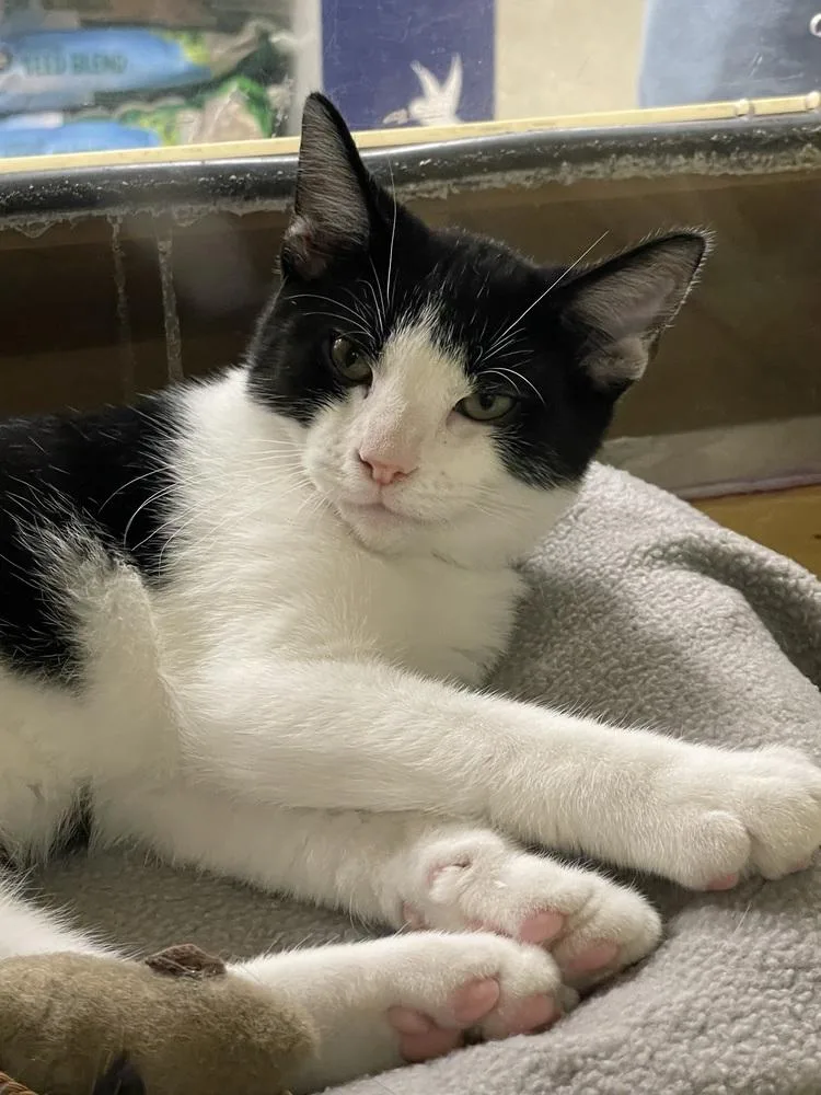 A young small-sized male Domestic Short Hair cat named Fred for adoption in Metamora, IL