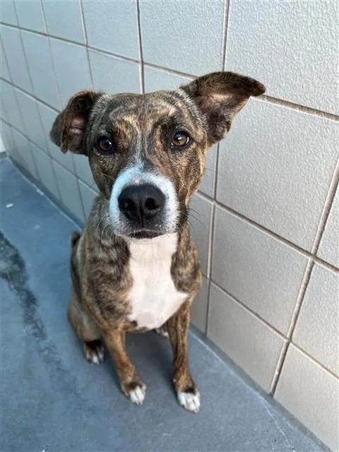 A young medium-sized female Australian Cattle Dog / Blue Heeler dog named Lexi for adoption in Corpus Christi, TX