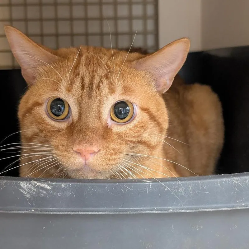 An adult large-sized male Orange / Red Domestic Short Hair cat named Tetanus for adoption in St. Paul, MN