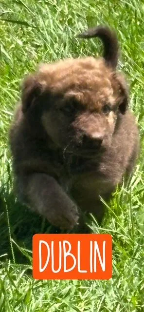 A baby medium-sized male Brown / Chocolate Mixed Breed dog named Dublin for adoption in Quitman, TX