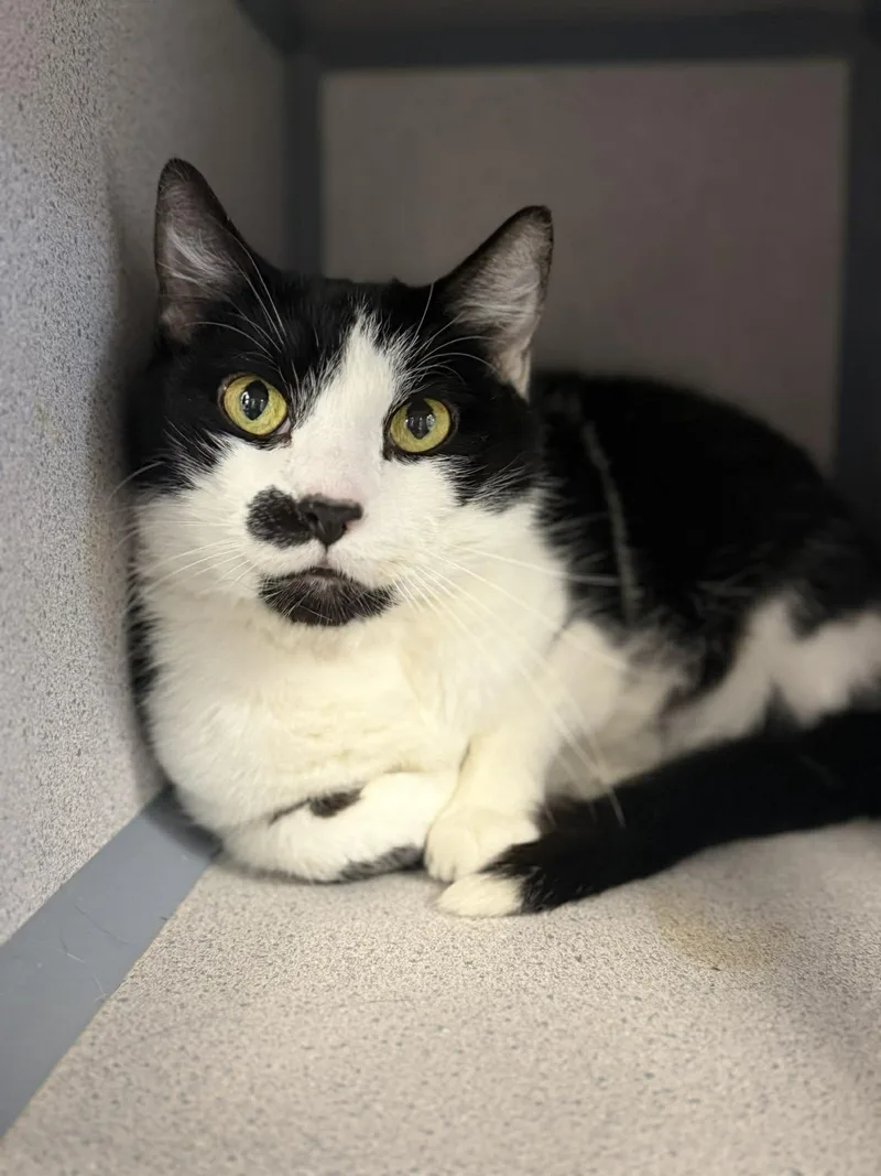 Milo And Bella!  thumbnail 3