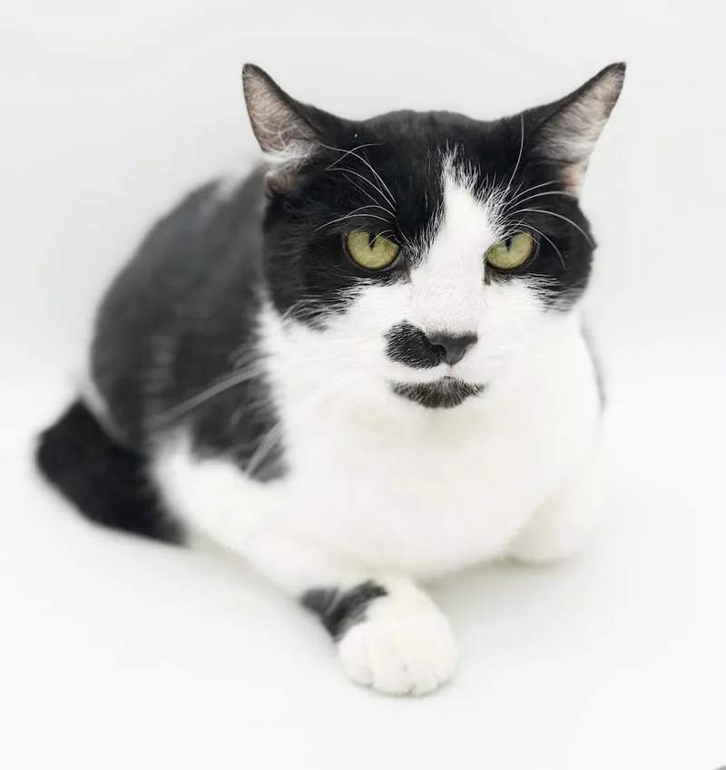 Milo And Bella!  thumbnail 4