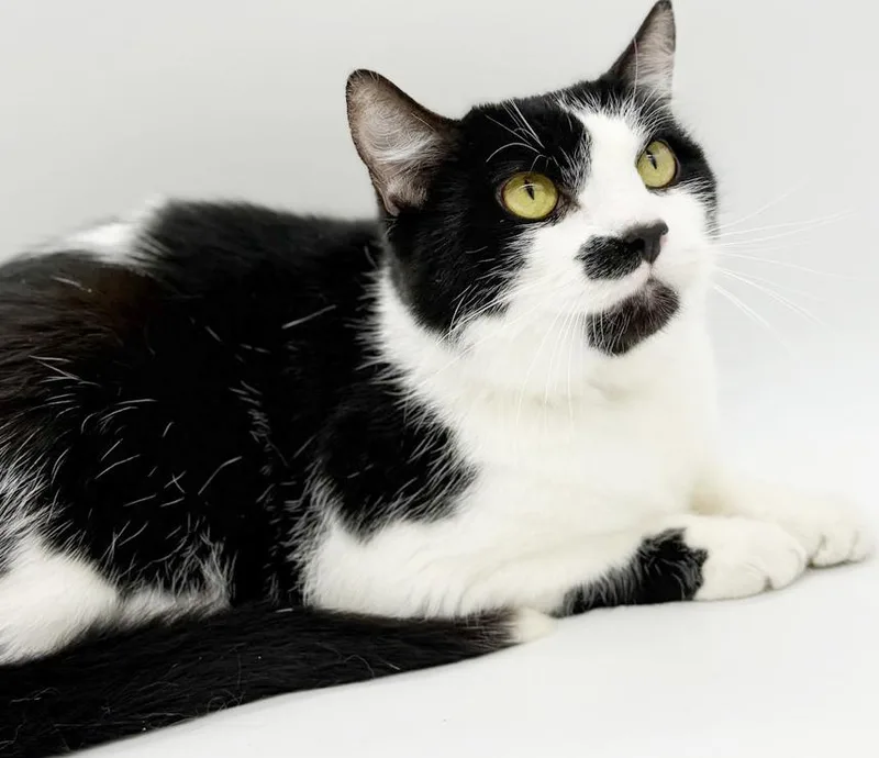 An adult medium-sized male Black & White / Tuxedo Tuxedo cat named Milo And Bella!  for adoption in Bedford Hills, NY