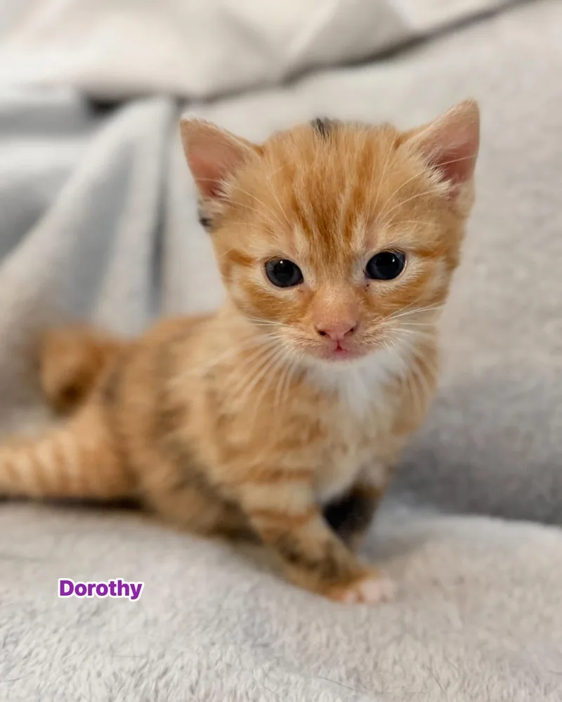 A baby medium-sized female Orange & White Domestic Short Hair cat named Dorothy for adoption in Largo, FL