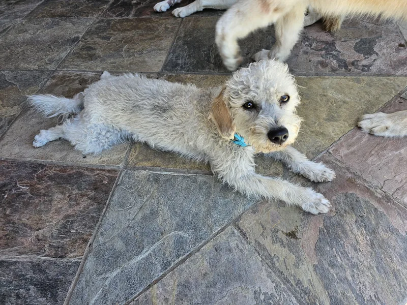 A young small-sized male White / Cream Poodle (Toy) dog named Snowball for adoption in La Mesa, CA