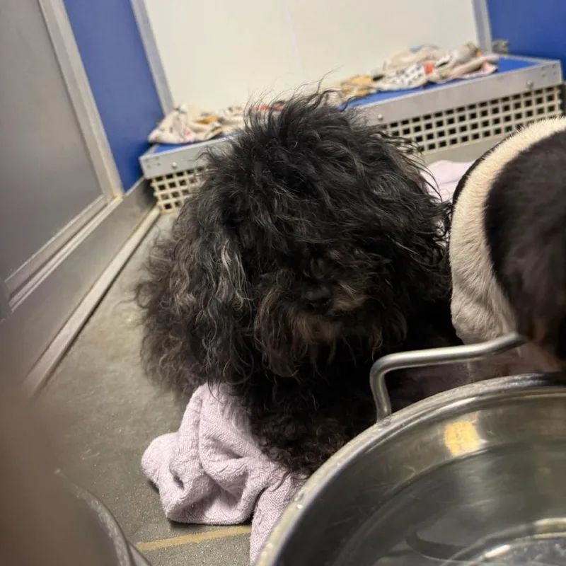 A senior small-sized female Miniature Schnauzer dog named April for adoption in Webster, TX