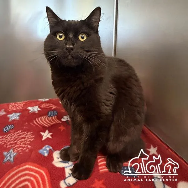 A young small-sized male Domestic Medium Hair cat named Whiskey for adoption in Irvine, CA
