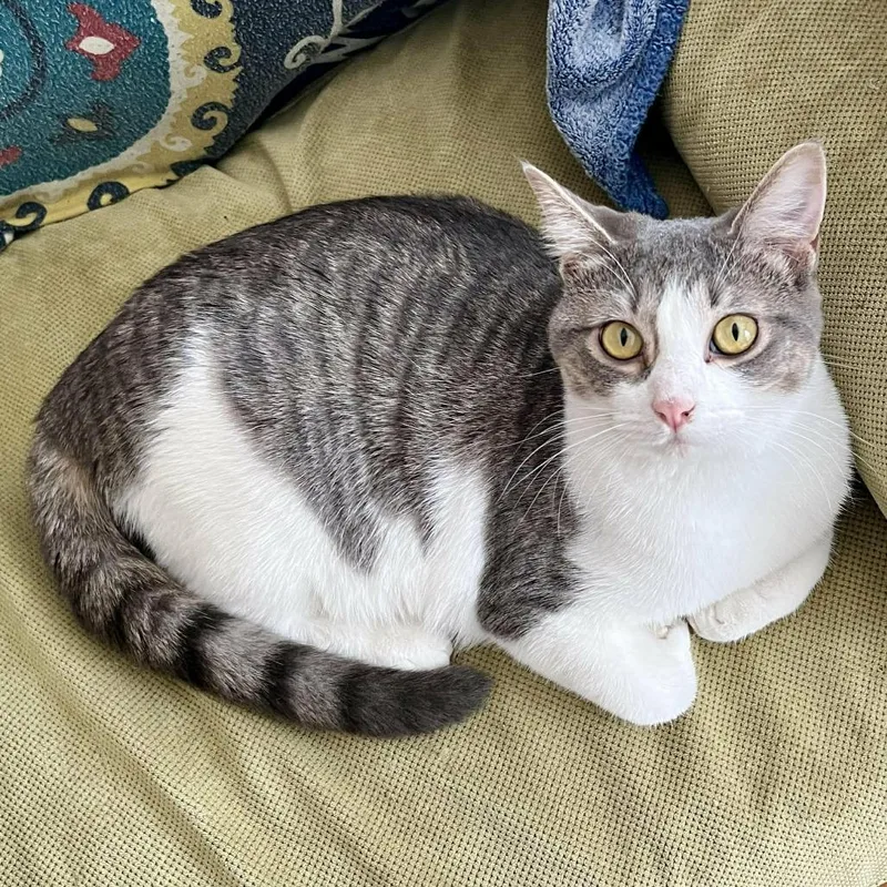 A young medium-sized female Gray / Blue / Silver Domestic Short Hair cat named Amy for adoption in Chantilly, VA