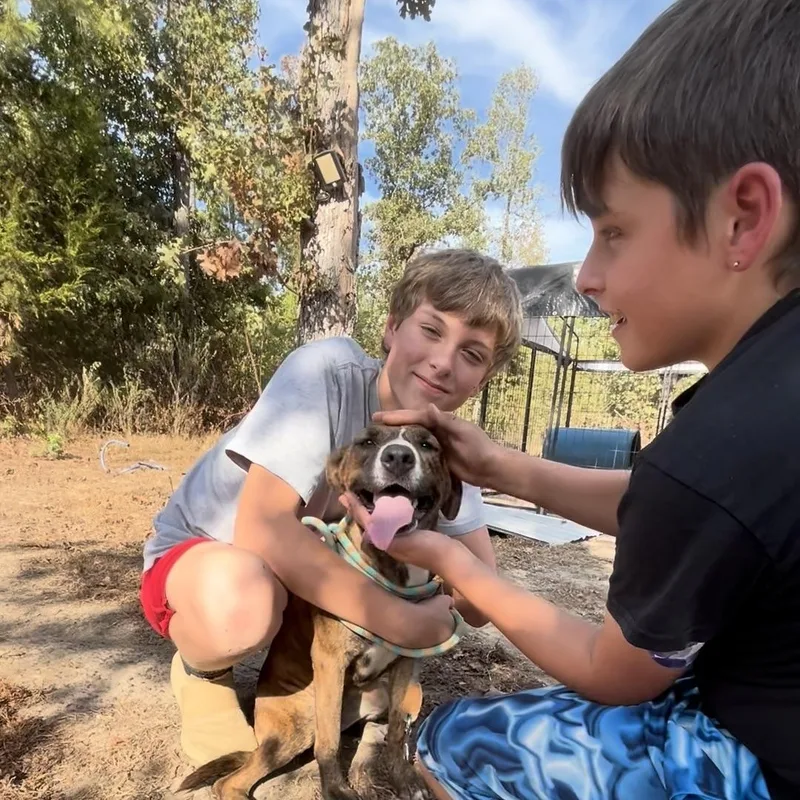 A young medium-sized female German Shepherd Dog dog named Louisiana for adoption in Queen City, TX