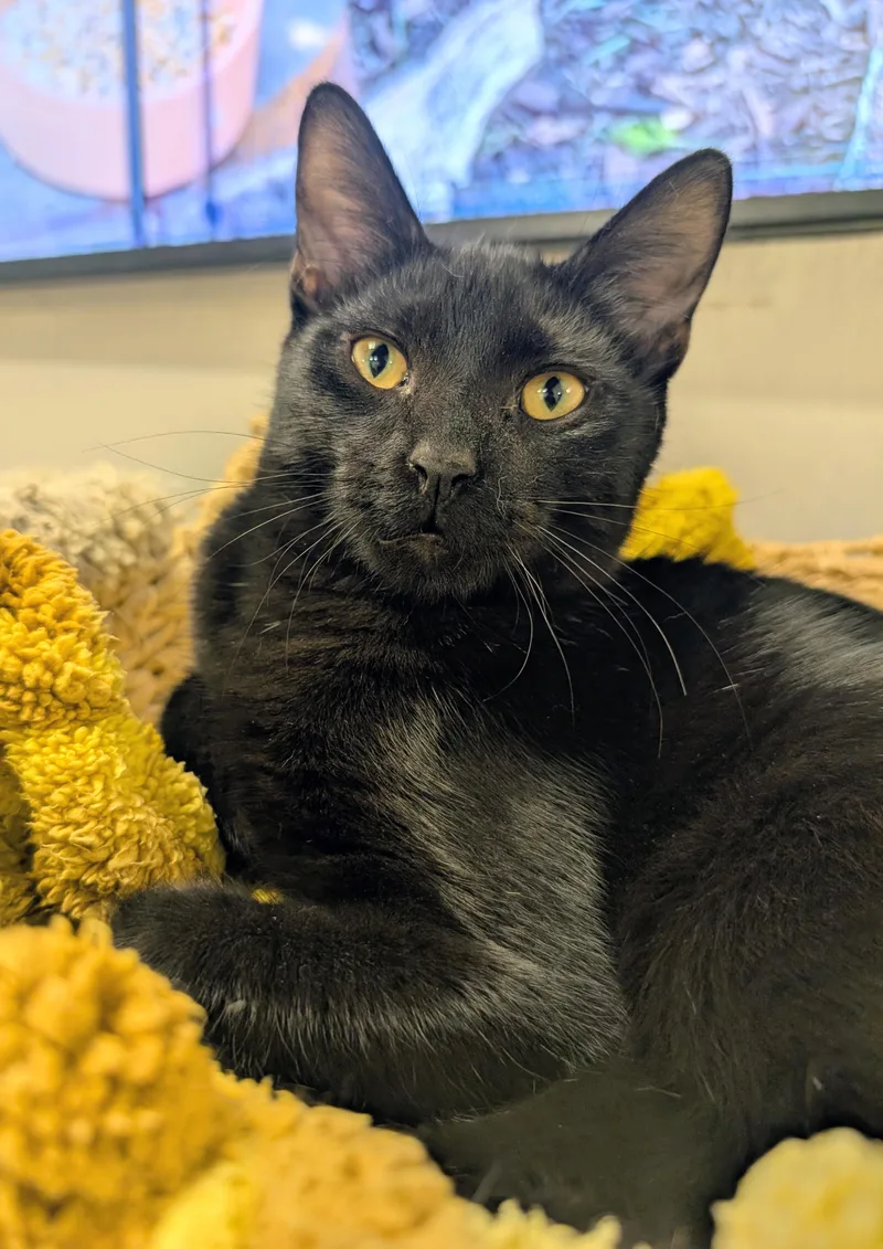 A baby medium-sized male Black Domestic Short Hair cat named Carl for adoption in Palm Harbor, FL