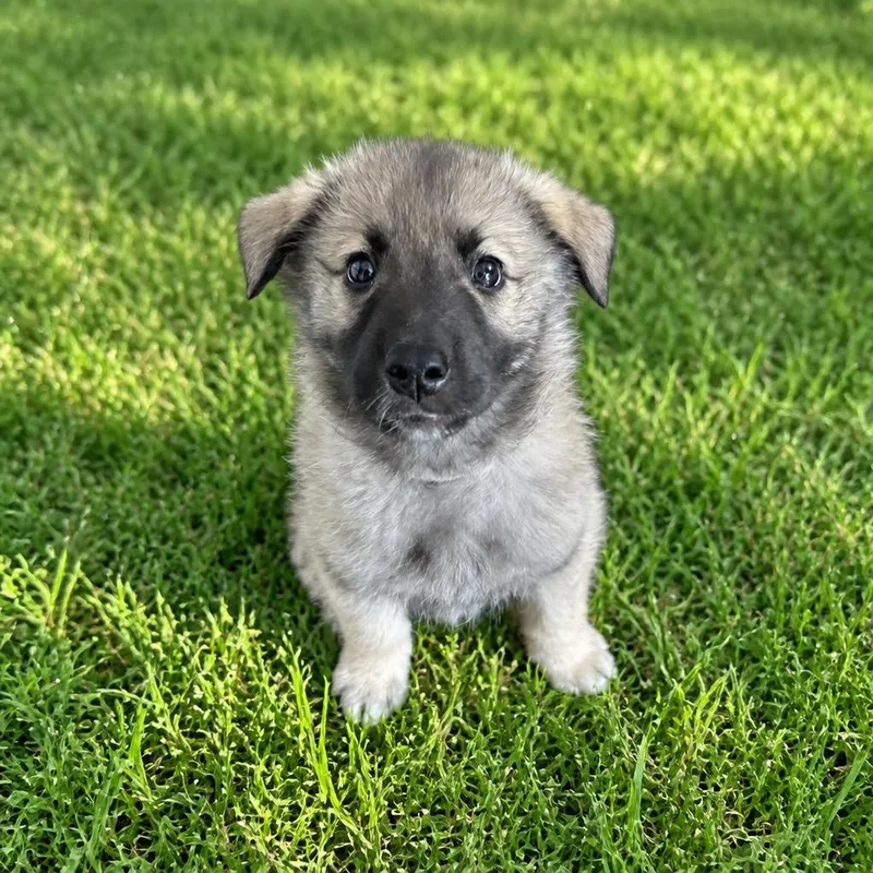 A baby large-sized male Sable Anatolian Shepherd dog named Patrick for adoption in Lincolnshire, IL