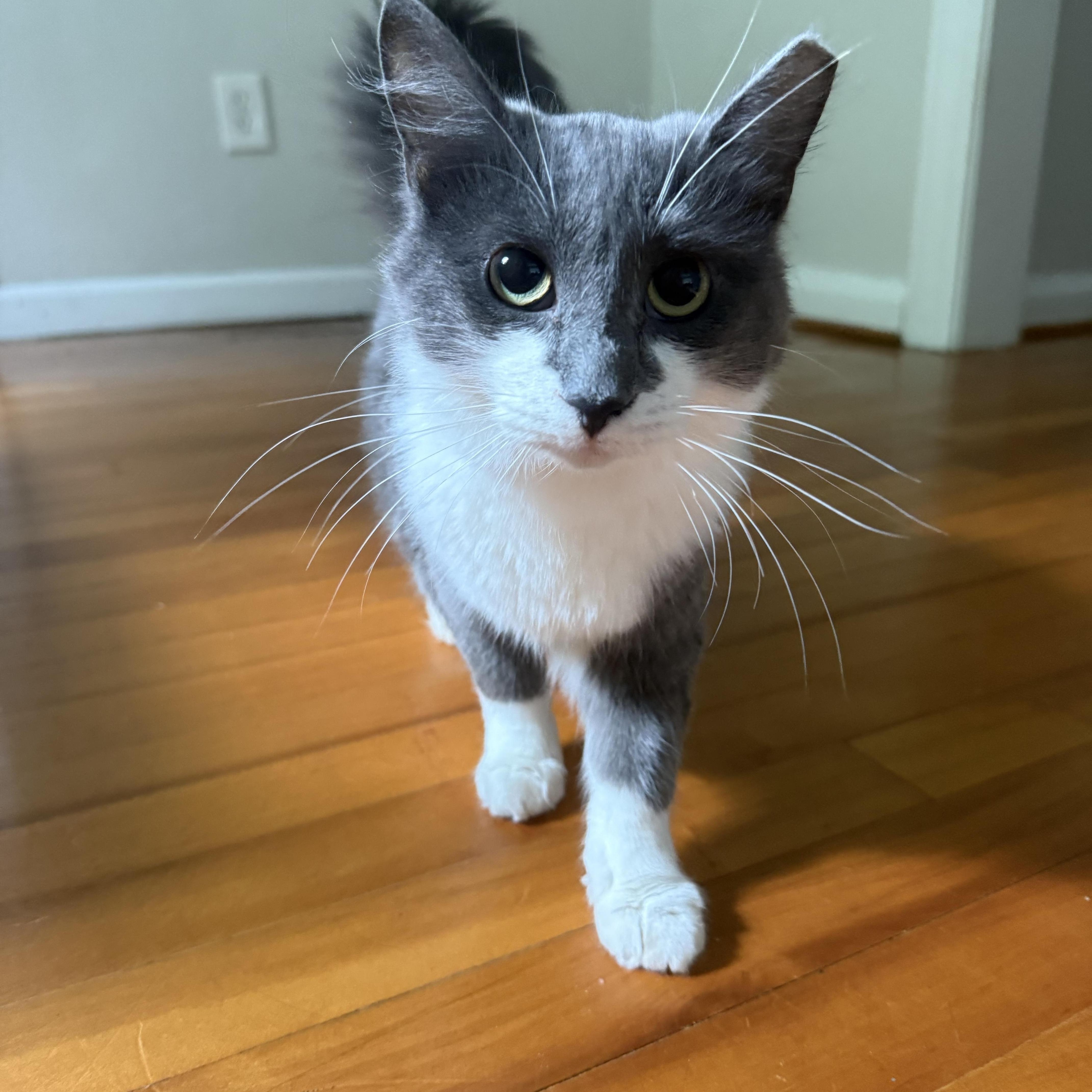 A young medium-sized male Domestic Short Hair cat named Stache & Grumbelina for adoption in Tampa, FL