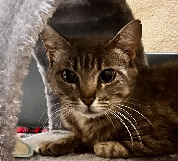 An adult medium-sized female Domestic Short Hair cat named Alex Cahill for adoption in Stratham, NH