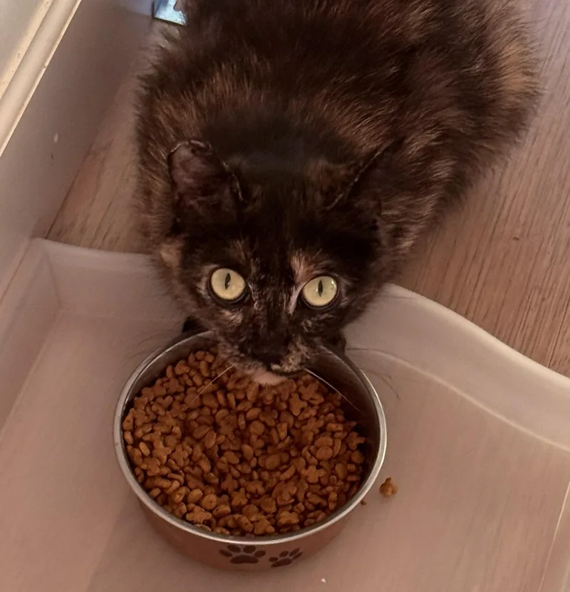 An adult medium-sized female Tortoiseshell cat named Katniss – The Quiet for adoption in Prescott, AZ