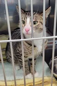 An adult medium-sized female Domestic Short Hair cat named Sox for adoption in Fishers, IN