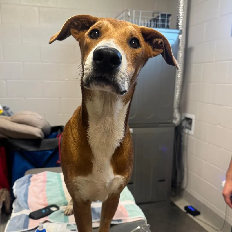 A young medium-sized male Brown / Chocolate Labrador Retriever dog named Bruno for adoption in Englewood, FL