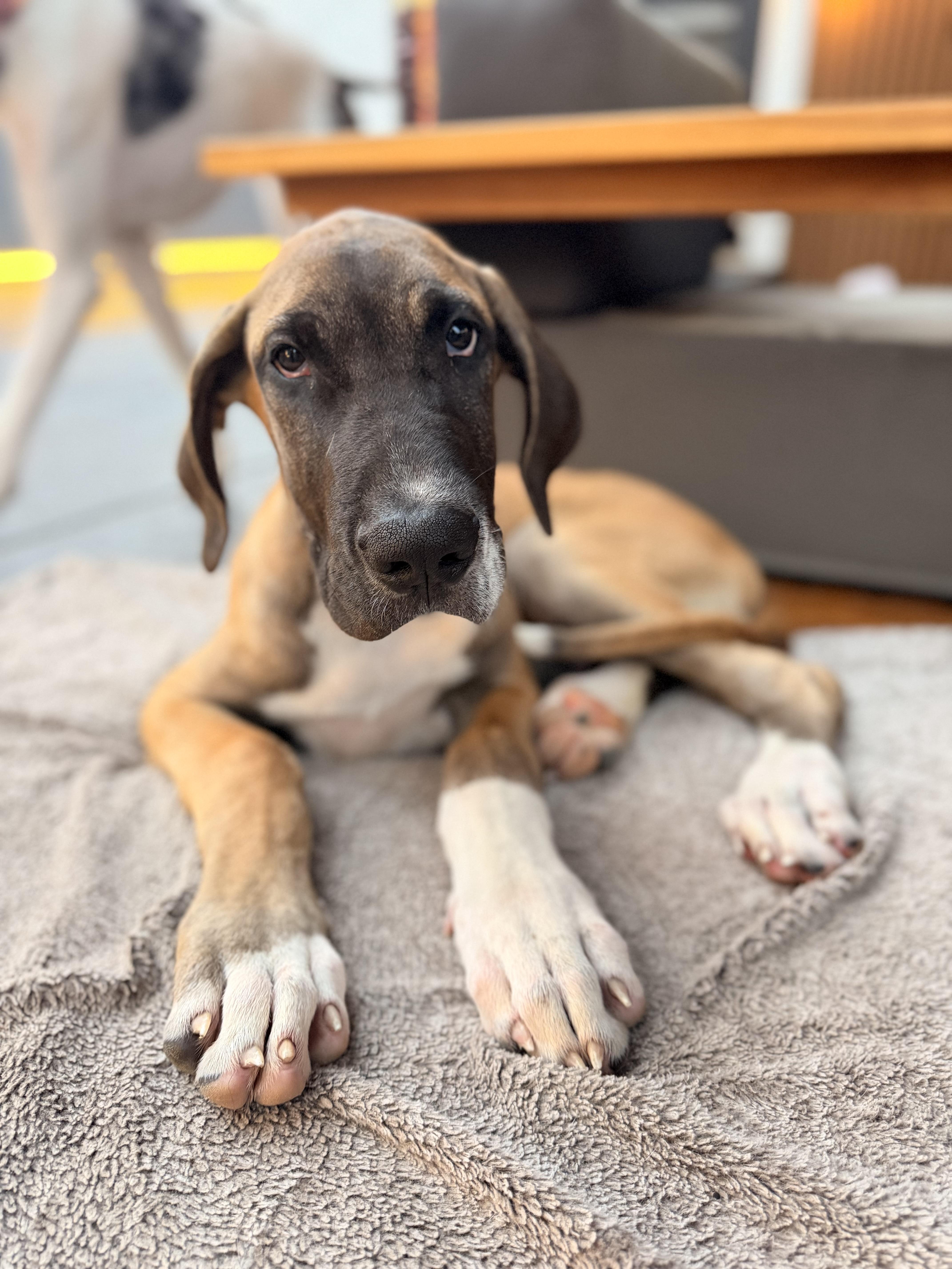 A baby medium-sized male Tricolor (Brown, Black, & White) Great Dane dog named Cappuccino for adoption in Long Beach, CA
