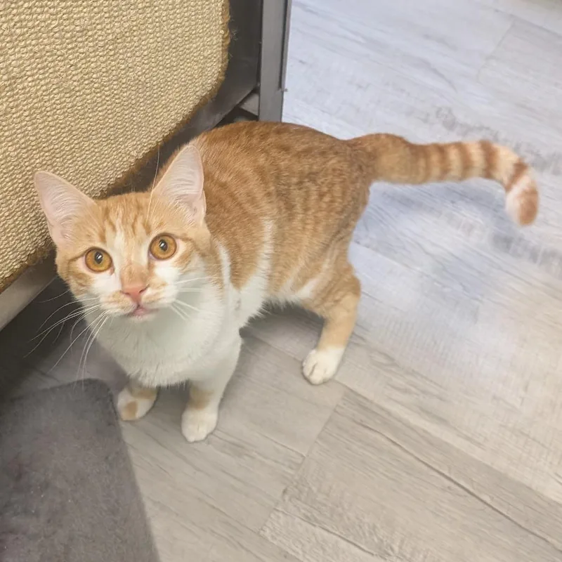 A young medium-sized female Orange / Red Domestic Short Hair cat named Princess Peach for adoption in Emporia, KS