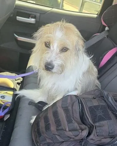 An adult medium-sized female Terrier dog named Daisy for adoption in San Antonio, TX