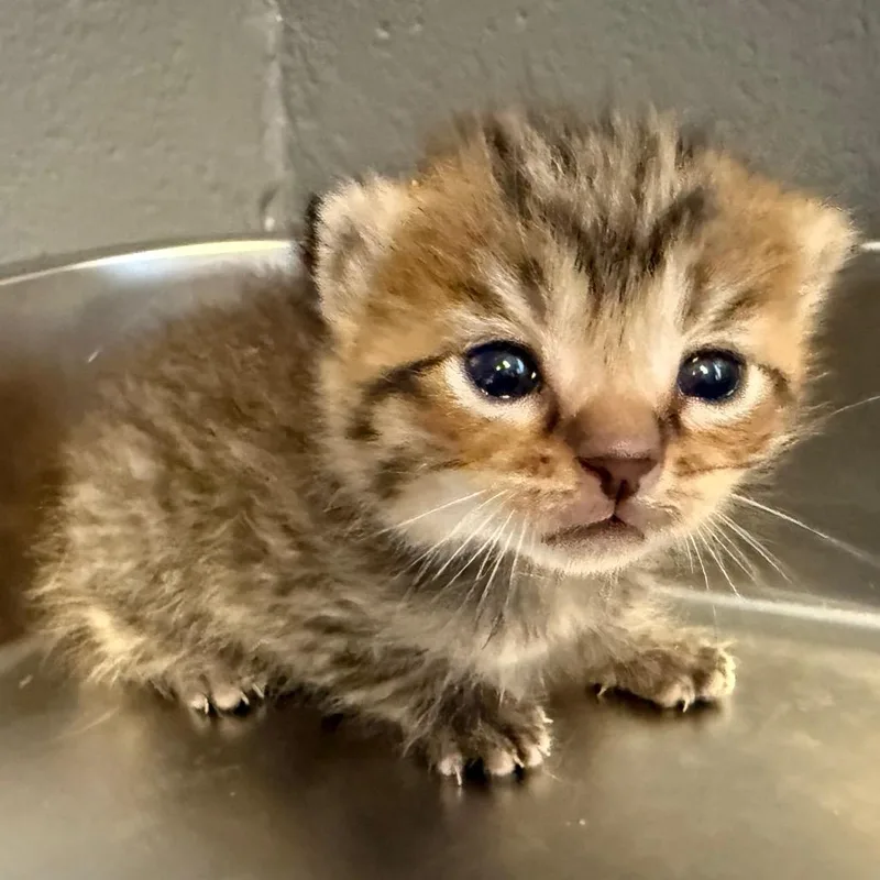 A baby small-sized male Black Domestic Medium Hair cat named Tuscstray____ for adoption in Tuscaloosa, AL