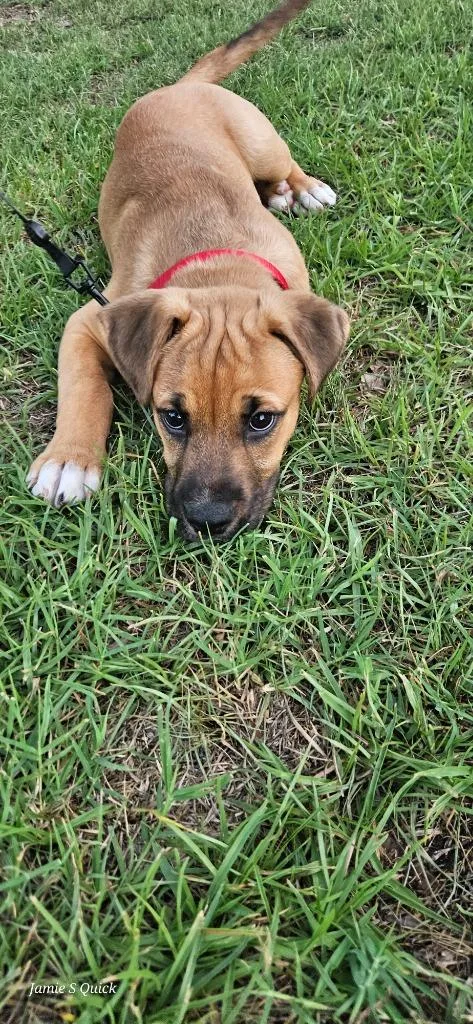 A baby medium-sized male Mixed Breed dog named Lucky for adoption in Raleigh, NC