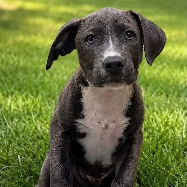 Onyx