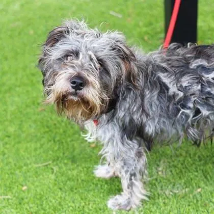 An adult medium-sized male Gray / Blue / Silver Terrier dog named Bob for adoption in Atlanta, GA