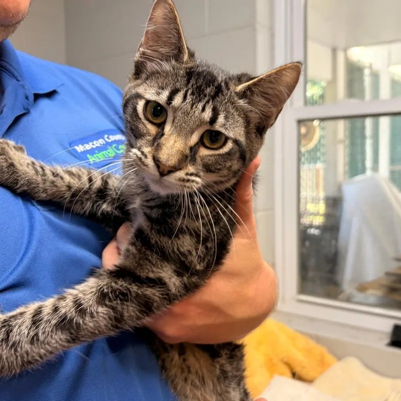 A young small-sized male Brown / Chocolate Domestic Short Hair cat named McFlurry for adoption in Franklin, NC