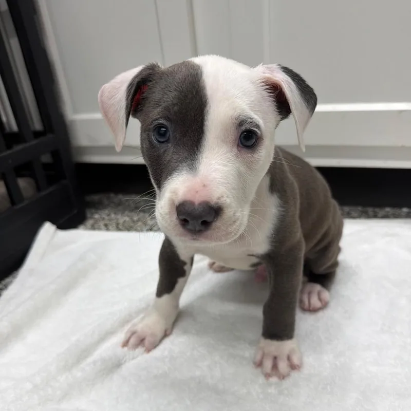 A baby small-sized male Gray / Blue / Silver Pit Bull Terrier dog named Bennett for adoption in Fairmont, WV