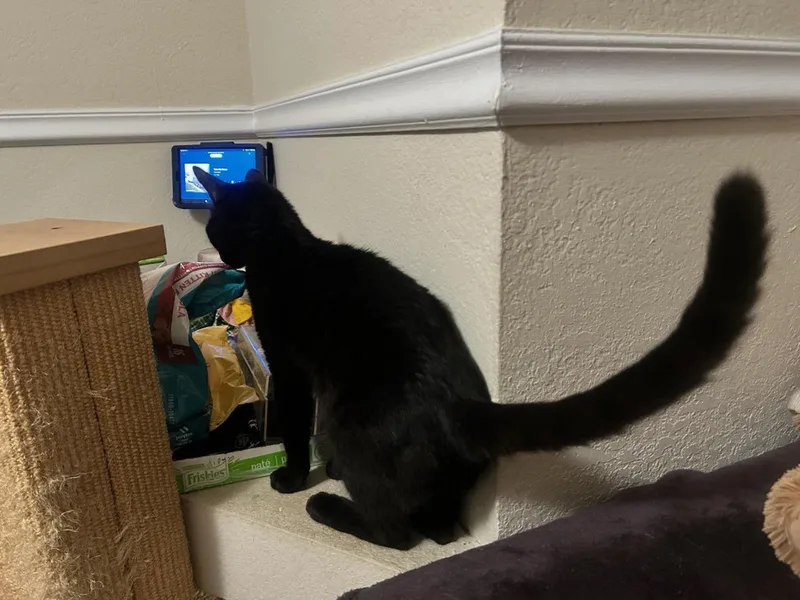 A young medium-sized male Black American Shorthair cat named Alvin for adoption in Escalon, CA