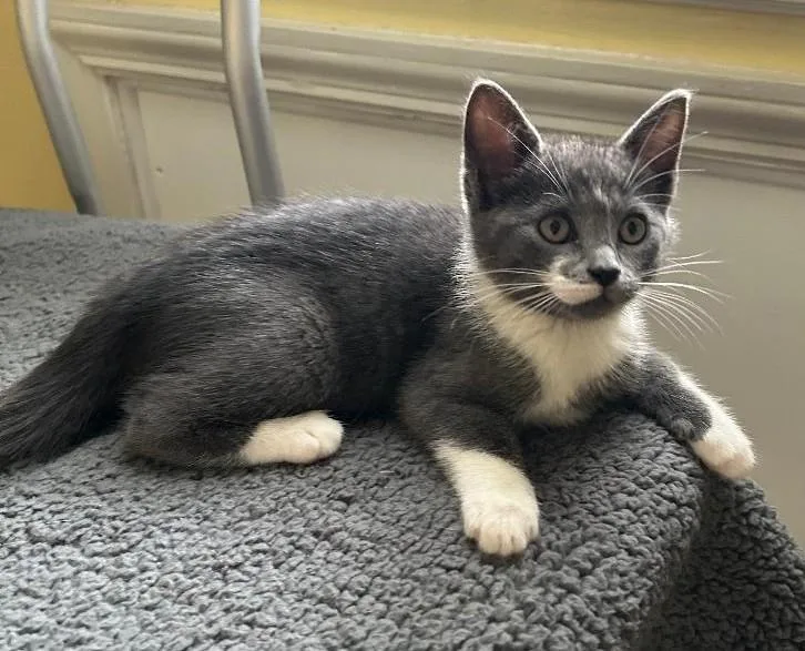 A baby medium-sized female Gray / Blue / Silver Domestic Short Hair cat named Pearl for adoption in East Brunswick, NJ