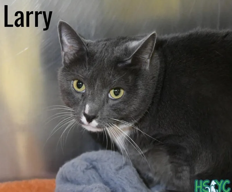 An adult medium-sized male Domestic Short Hair cat named Larry for adoption in Fort Mill, SC