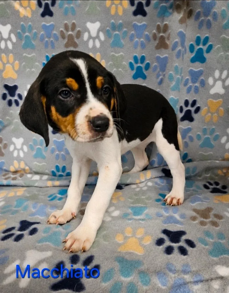 A baby medium-sized male Hound dog named Macchiato for adoption in Wabash, IN