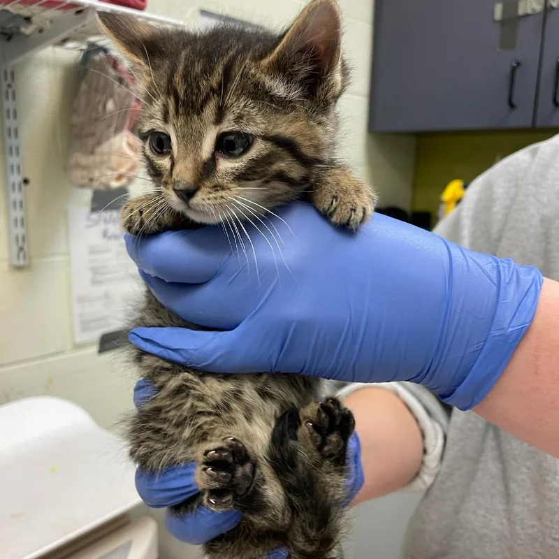 A baby small-sized male Brown / Chocolate Domestic Short Hair cat named Slippery Road for adoption in Charlottesville, VA