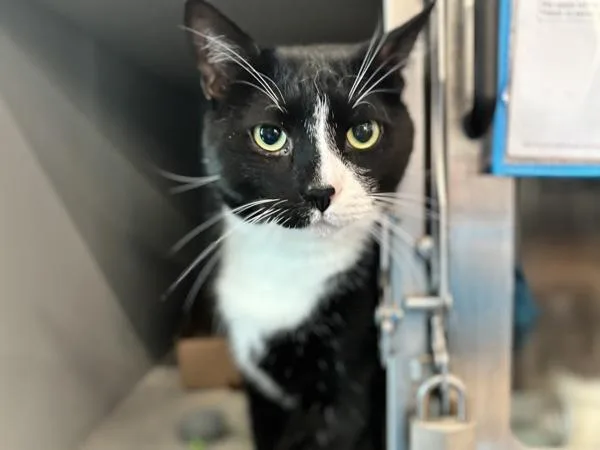 An adult large-sized male Domestic Short Hair cat named Leo for adoption in Ridgewood, NY