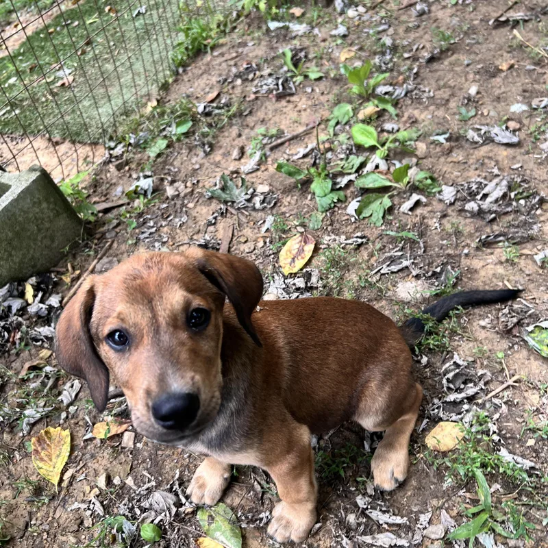 A baby medium-sized male Brown / Chocolate Labrador Retriever dog named Murphy Monopoly for adoption in Andover, MA