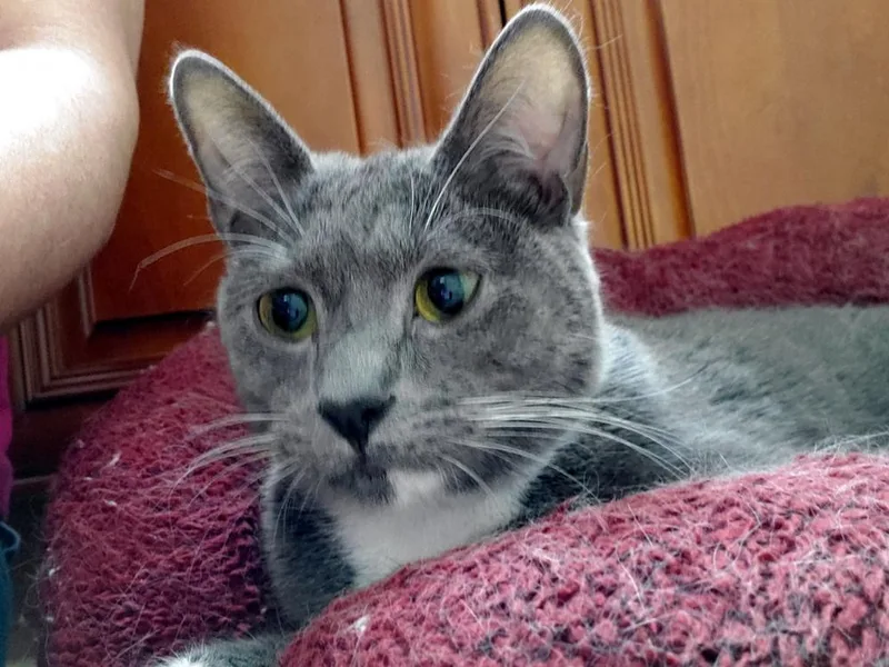 Stormy Olive thumbnail 2