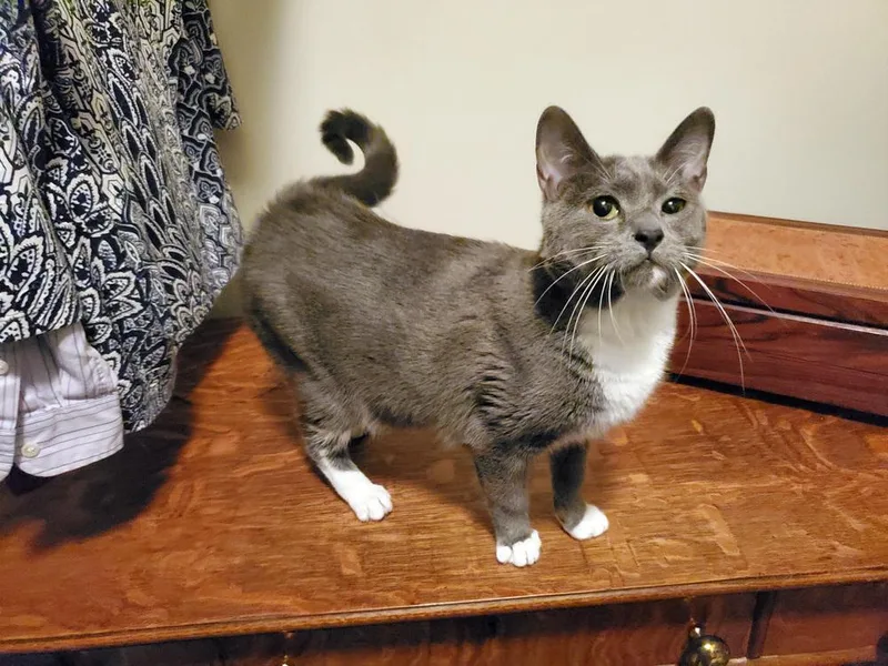 Stormy Olive thumbnail 3