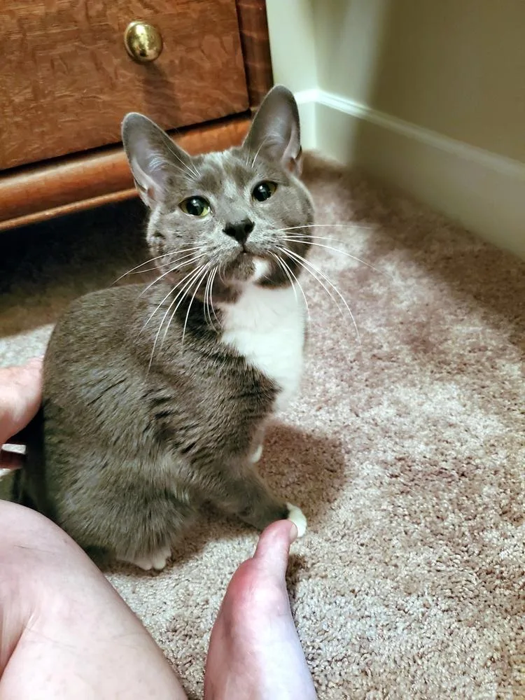 Stormy Olive thumbnail 4