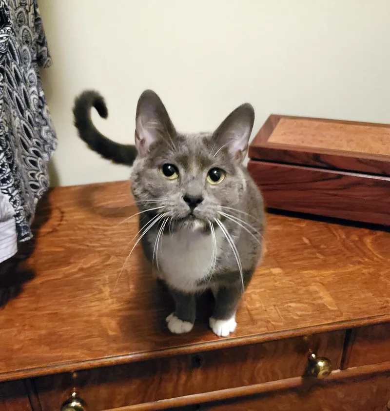 Stormy Olive thumbnail 5