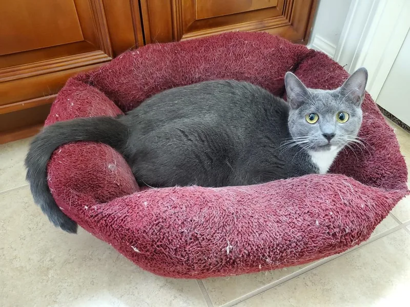 Stormy Olive thumbnail 6