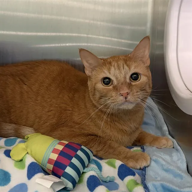An adult small-sized female Domestic Short Hair cat named Butterscotch for adoption in Centerville, MA