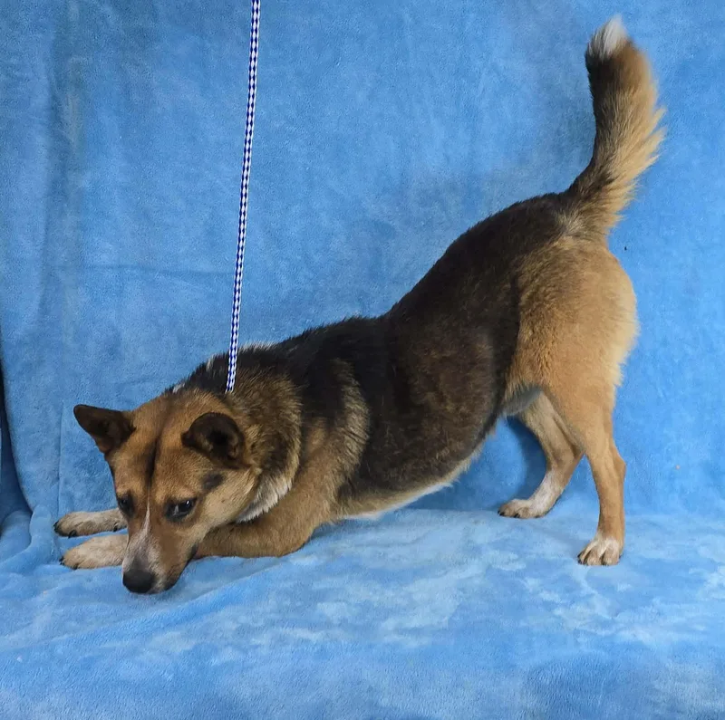 A young medium-sized male Tricolor (Brown, Black, & White) Australian Cattle Dog / Blue Heeler dog named Dr Devious for adoption in Newport, TN