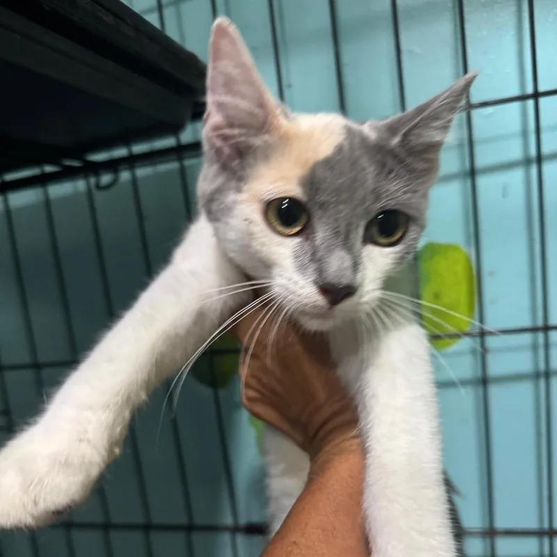 A baby small-sized female Domestic Short Hair cat named Summer for adoption in West Plains, MO