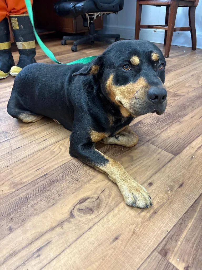 A young large-sized male Rottweiler dog named Boscoe for adoption in Fayetteville, TN