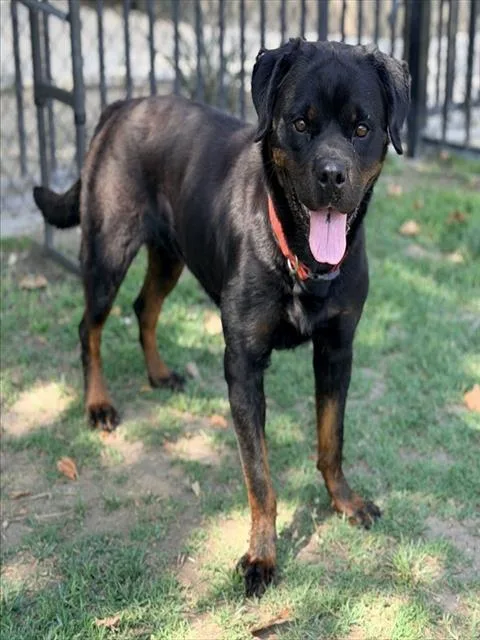 An adult large-sized female Rottweiler dog named Posty for adoption in Riverside, CA