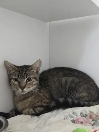An adult medium-sized female Domestic Short Hair cat named Hibachi for adoption in Savannah, GA