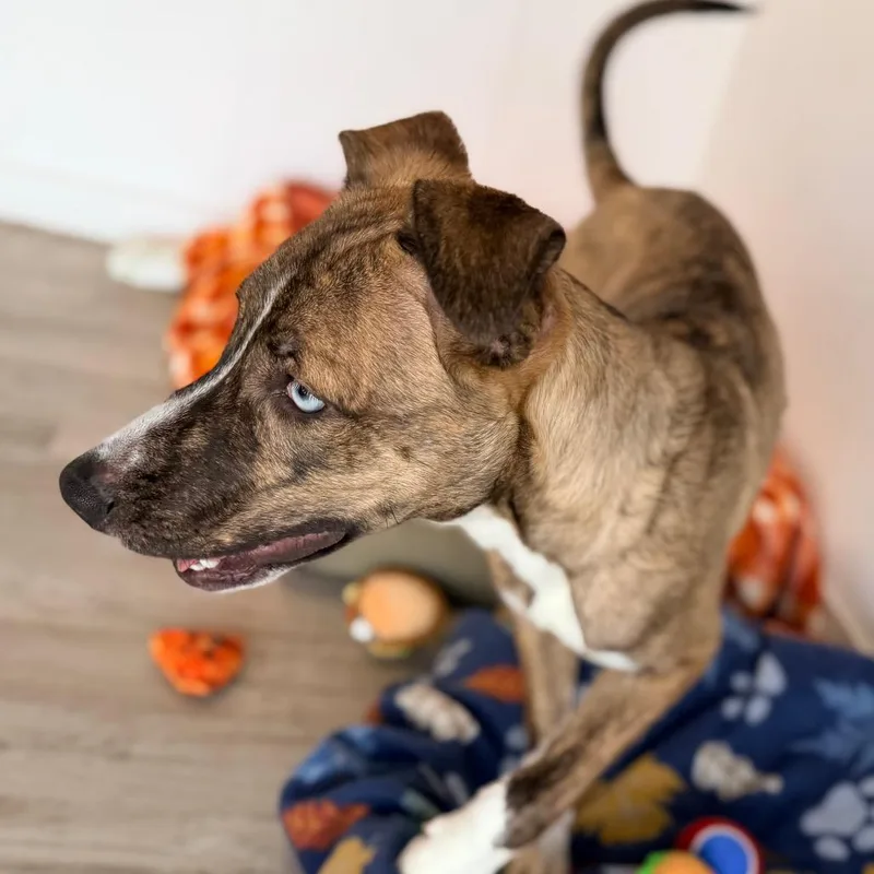 A young large-sized female Yellow / Tan / Blond / Fawn Husky dog named Elle for adoption in Green Bay, WI