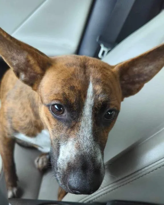 The Heeler Sisters  thumbnail 2