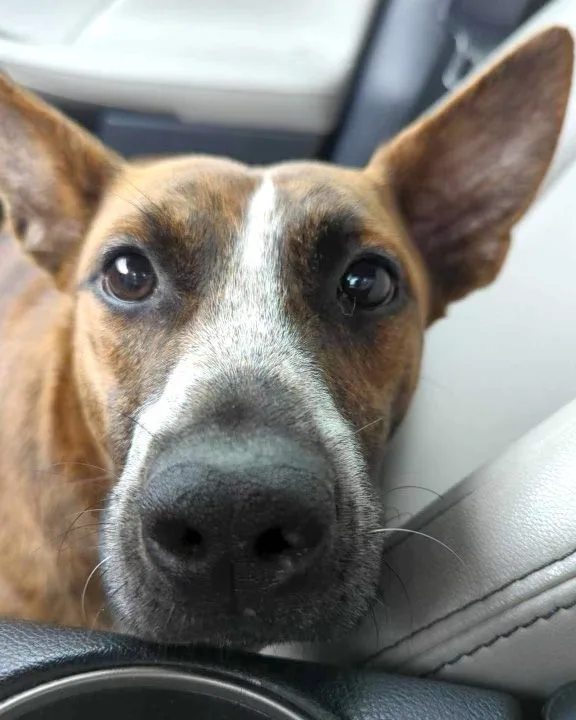 The Heeler Sisters  thumbnail 3